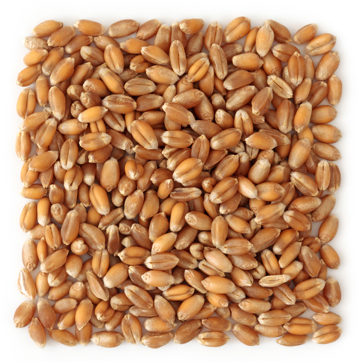 Organic Grains / Ecoder Organic Commodities
