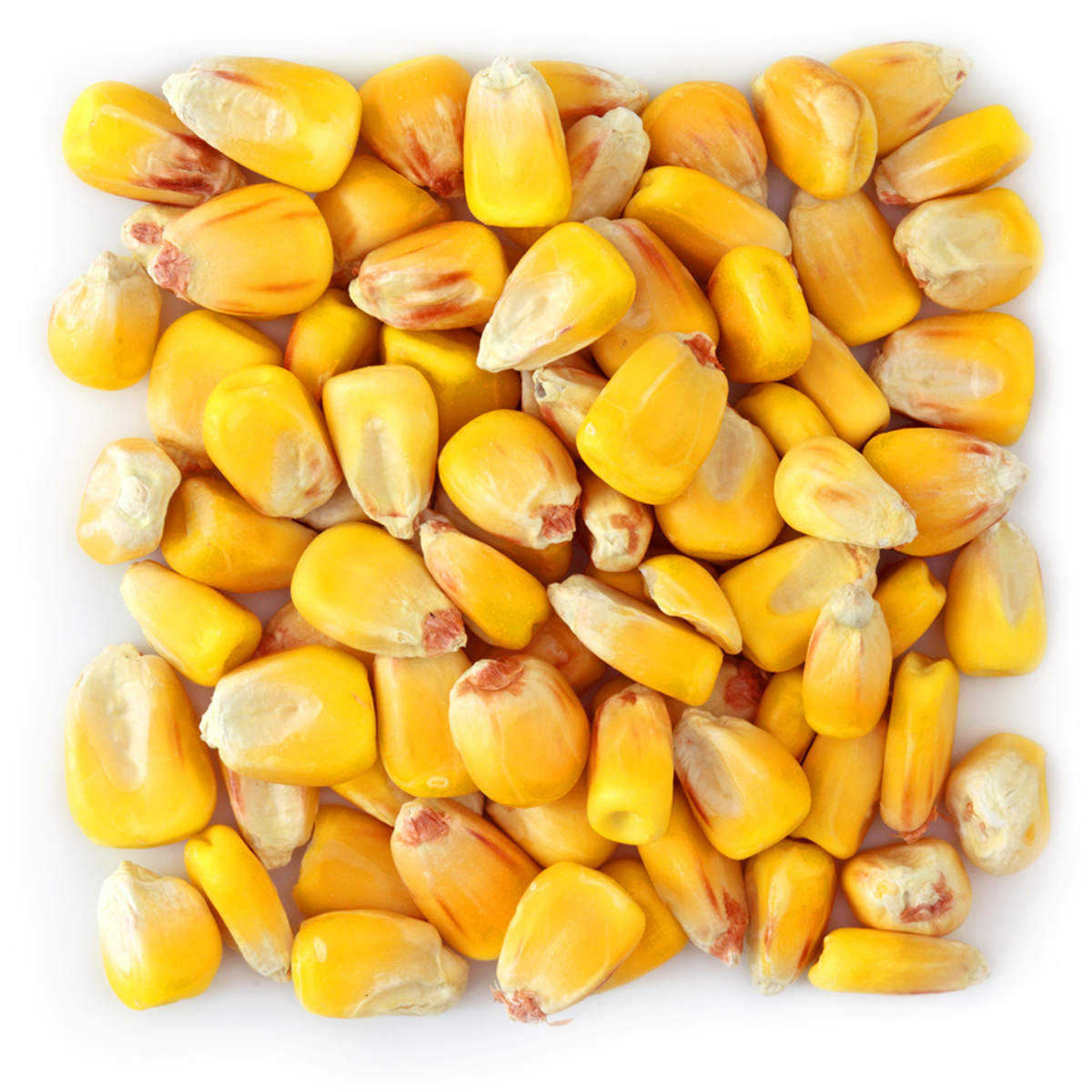 Organic Grains / Ecoder Organic Commodities