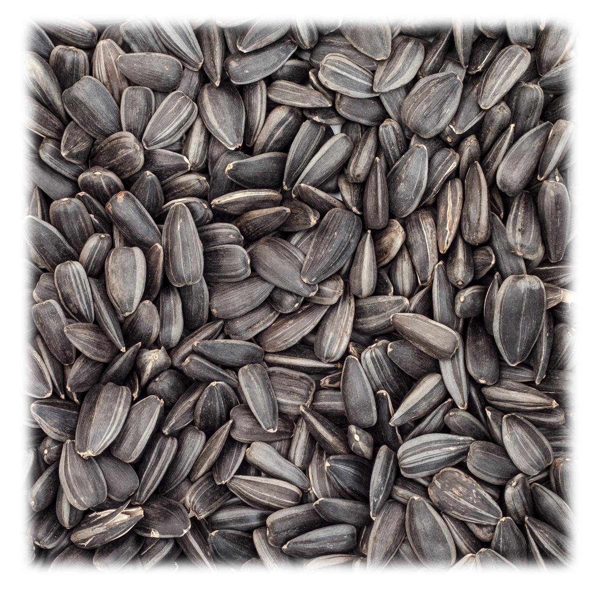 Organic Oilseeds / Ecoder Organic Commodities
